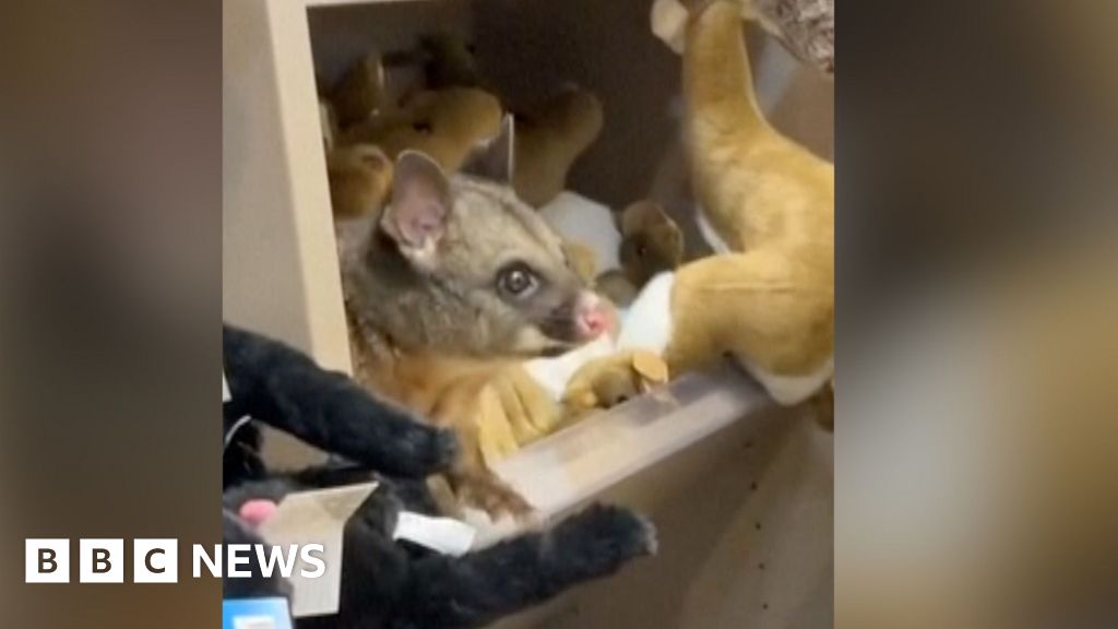 Real possum spotted on toy animal shelf at Australian airport