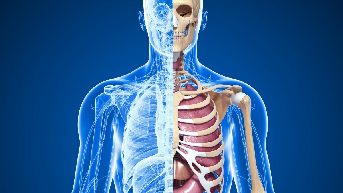 Human Anatomy Textbooks Hide an Uncomfortable Truth About Bodies : ScienceAlert