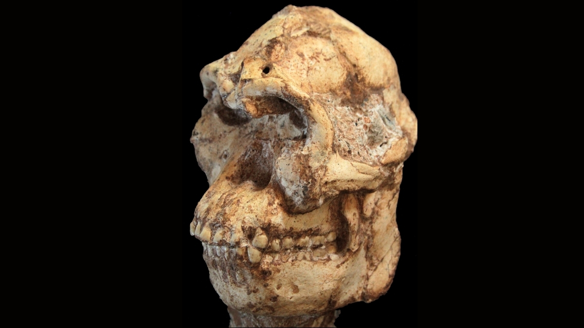 Scientists Reconstruct The Face of a 3.7-Million-Year-Old Human Relative : ScienceAlert