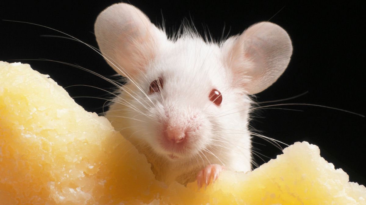 Radical 20-Year Study Reveals Genetic Cloning Hits a Limit : ScienceAlert