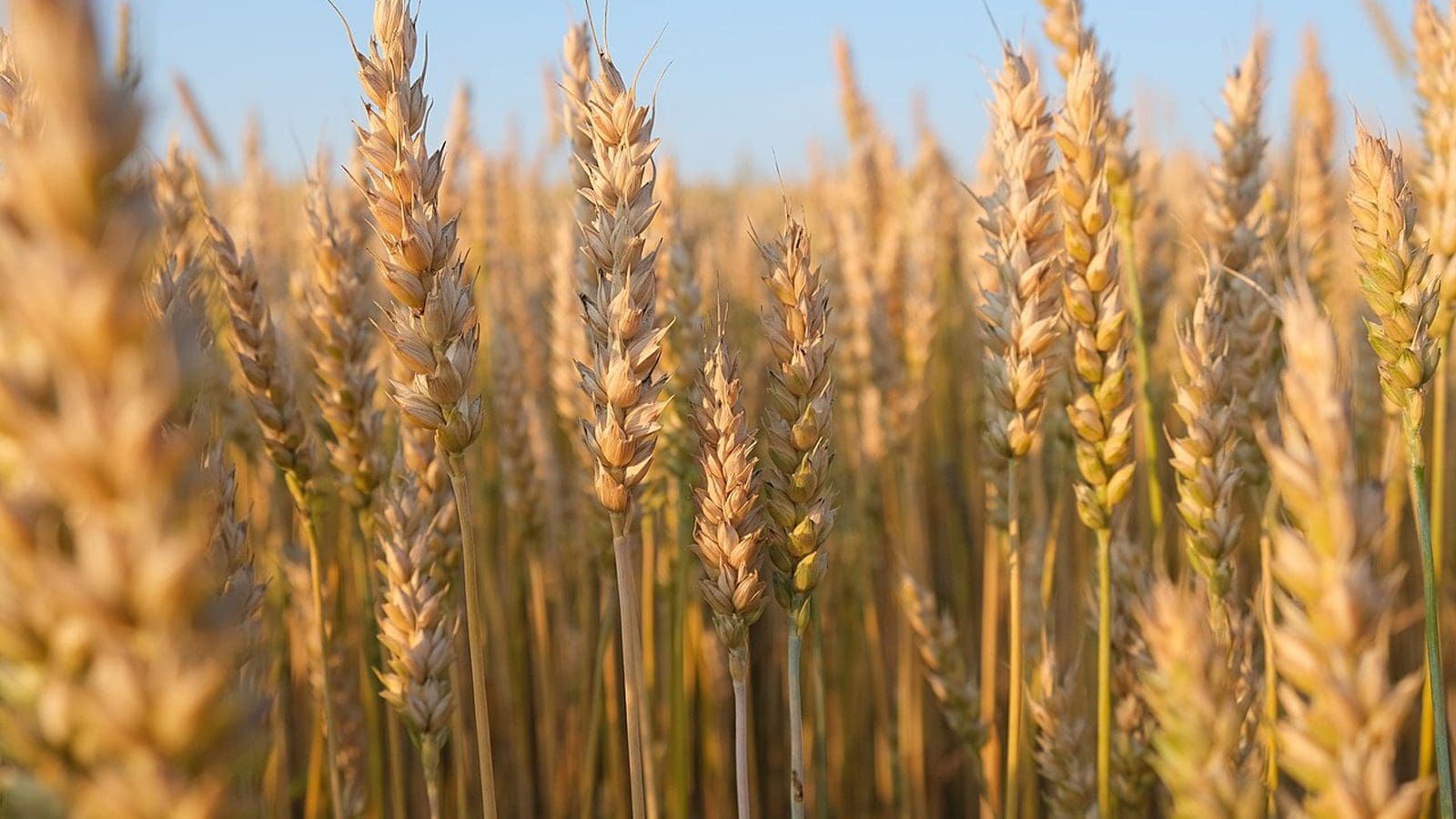 Jordan secures wheat supply as Russia expands exports to Middle East – Milling Middle East & Africa Magazine