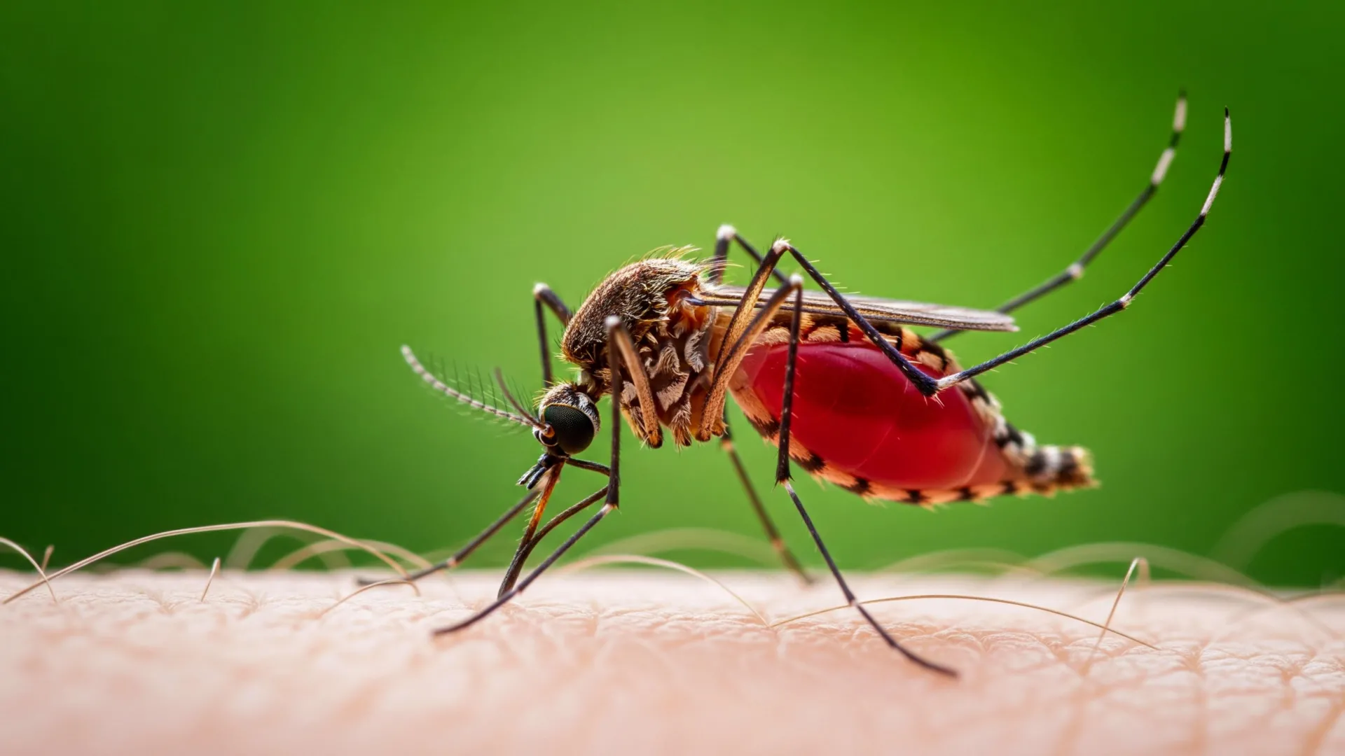 Scientists discover tiny rocket engines inside malaria parasites