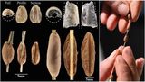 15,000-Year-Old Clay Beads Preserve Children’s Fingerprints and Reveal Early Human Life