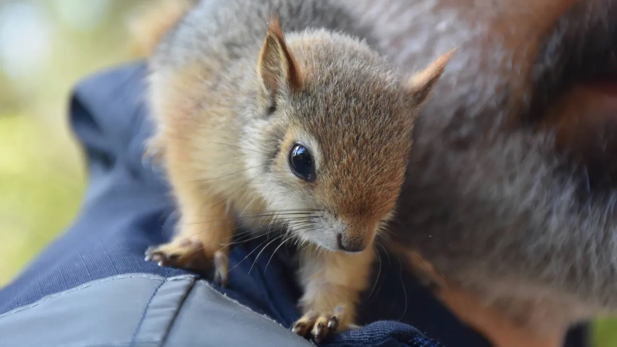 Baby squirrels are here! Here’s what to do if you find one.