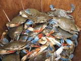 Partially Eaten Remains Reveal Cannibalism Is the Biggest Threat to Young Blue Crabs in Chesapeake Bay