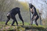 Chimpanzees Have a Violent Reputation &mdash; But They Aren&rsquo;t More Aggressive Than Bonobos
