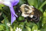 Bumblebee Queens Can Survive and Breathe Underwater For Over a Week By Cutting Energy Demands