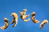 Cats’ Flexible Spines Help Them Pull Off the Mid‑Air Twist — and Land on Their Feet