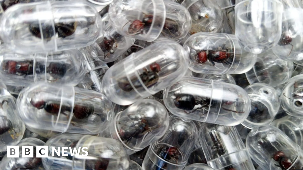 Chinese national charged for trying to smuggle 2,000 ants from Kenya