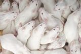 Over 20 Years, One Mouse Was Cloned for 58 Generations &mdash; Until the Line Collapsed