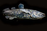 240-Million-Year-Old Coelacanth May Have Used Lungs to Hear Underwater