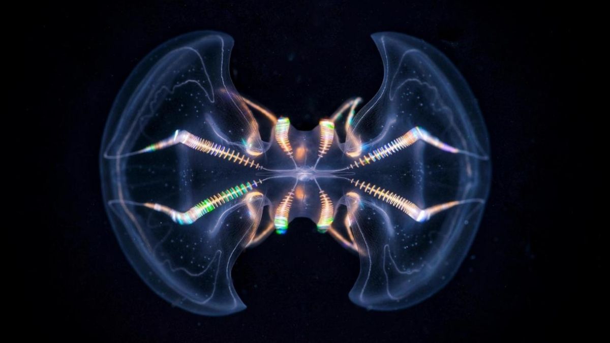 The Comb Jelly ‘Brain’ Is Far More Complex Than We Ever Realized : ScienceAlert