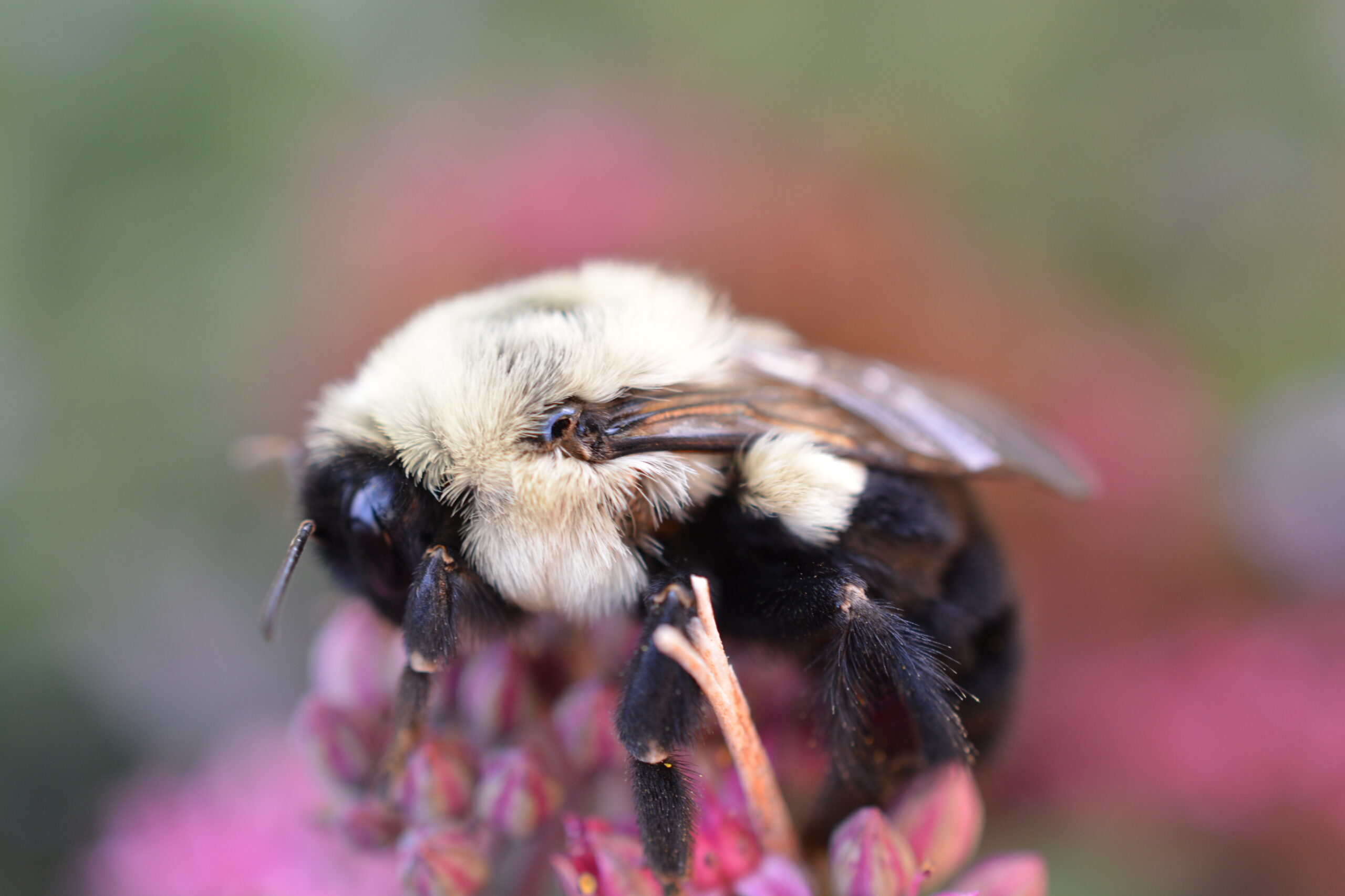 Bumblebee Queens Breathe Underwater to Survive Drowning, Revealing How They Can Live Submerged for a Week