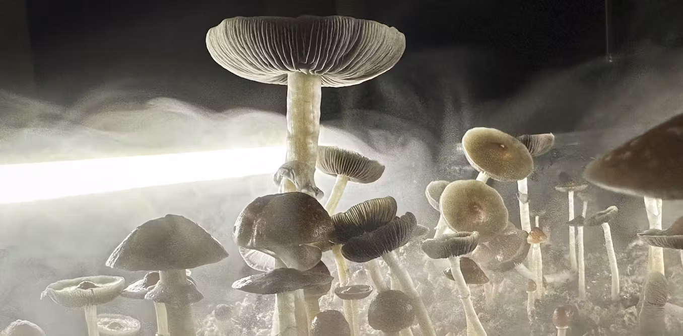 Magic mushroom-infused products appear in Colorado gas stations – what public health officials want consumers to know