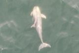 Drone Footage Captures Rare Moments of Finless Porpoises Caring for Others&rsquo; Calves