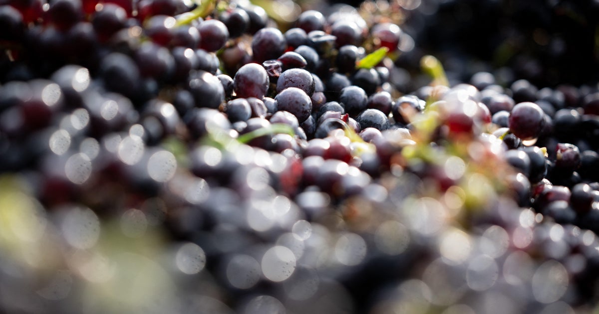 600-year-old grape seed used to make pinot noir wine found in toilet of medieval hospital in France