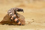 The Venomous Gila Monster Helped Spark the Discovery of Ozempic, Showing How Curiosity Can Lead to Cures