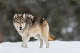 Wolf Reintroduction to Yellowstone National Park Helped Restore Aspen Trees &mdash; but There Is Still Much to Learn