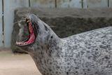 Seal Brains Hint at Strong Vocal Flexibility, Giving Us Clues to the Origins of Speech