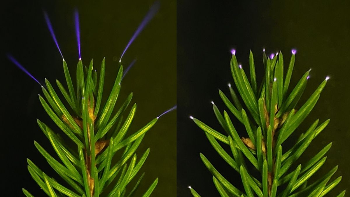 Trees Seen Emitting a Ghostly Light During a Thunderstorm For The First Time : ScienceAlert