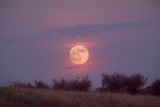 April's Full Pink Moon of 2026 Won't Have a Rosy Hue but Will Still Glow — Here's What to Know