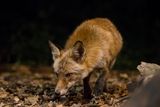 Red Fox Caught on Camera Preying on a Wolf Pup in First-Ever Video-Documented Case