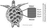 Sea Turtle Shells Hold a Hidden Timeline of Ocean Change &mdash; and Reveal How the Seas Are Shifting