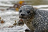 Seals' Intricate and Sensitive Whiskers Could One Day Help Robotics Navigate In the Dark