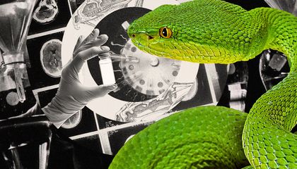 Venomous Snakes Represent a Serious Public Health Problem. Scientists Are Biting Back With a Groundbreaking Antidote