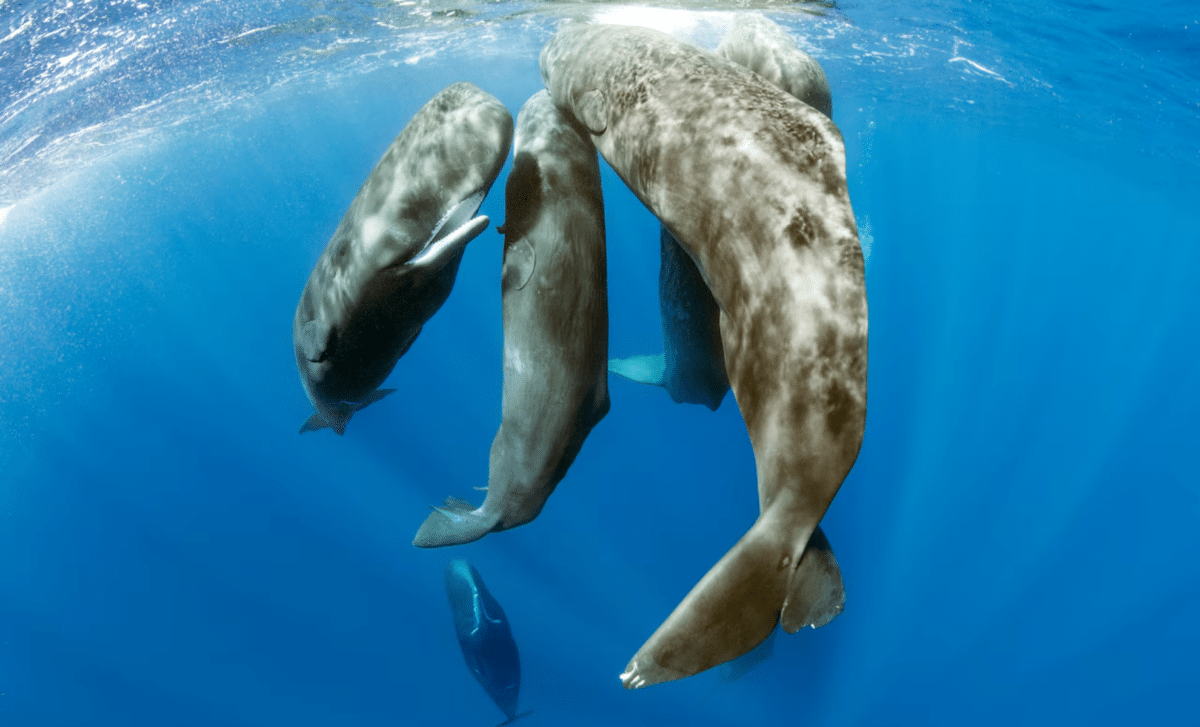 Sperm Whale Birth Filmed For The First Time Reveals Astonishing Group Behavior