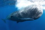 Drone Footage Reveals Sperm Whales Head-Butting — Echoing Tales That Inspired <em>Moby Dick</em>