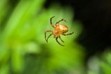 Spiders May Seem Creepy — but A World Without Them Is Far Scarier