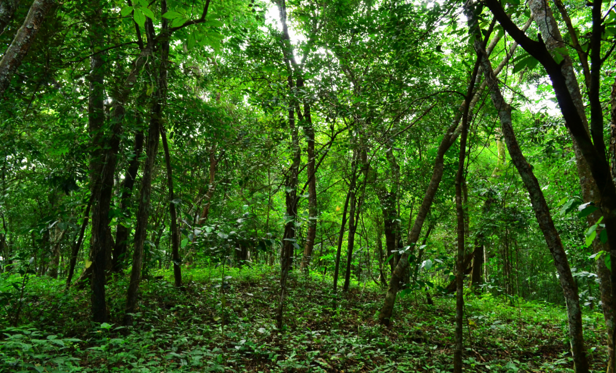 Two Species Thought Extinct for 6,000 Years Are Found Thriving in New Guinea