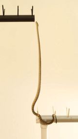 Brown Tree Snakes Use Key Muscles to &ldquo;Stand&rdquo; Upright &mdash; Possibly Inspiring Future Soft Robotics