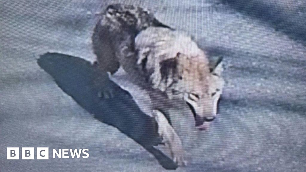 South Korea deploys thermal imaging cameras in search for escaped zoo wolf