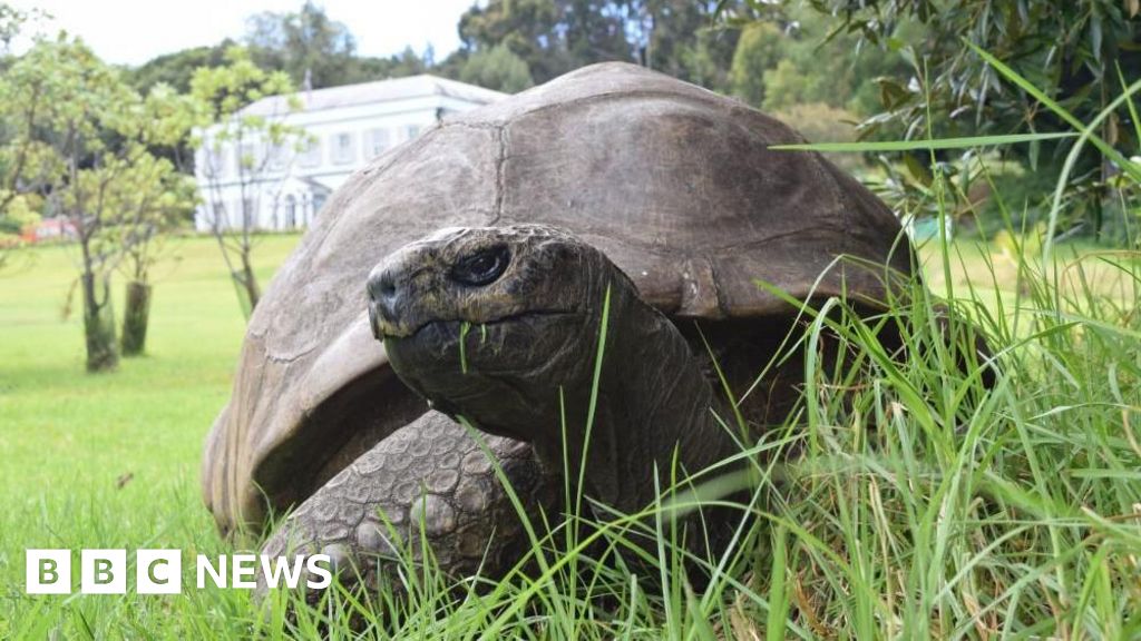 World's oldest known tortoise, Jonathan, still alive despite reports of death – BBC