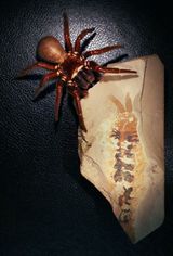500-Million-Year-Old Fossil Reveals a Claw That Rewrites the Origins of Spiders