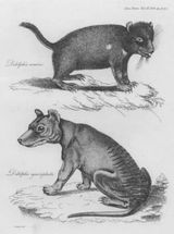 Aboriginal Cave Paintings of Now-Extinct Tasmanian Tiger May Shift Extinction Timeline