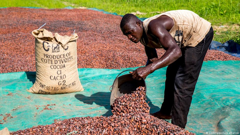 How the cocoa price crash is crushing West African farmers