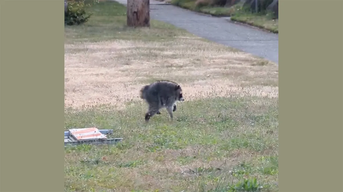Jimothy the raccoon has a rare spinal condition. Here’s what that means.