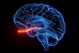 The Brain Develops Differently in People Born Blind — but Not in the Way Previously Thought